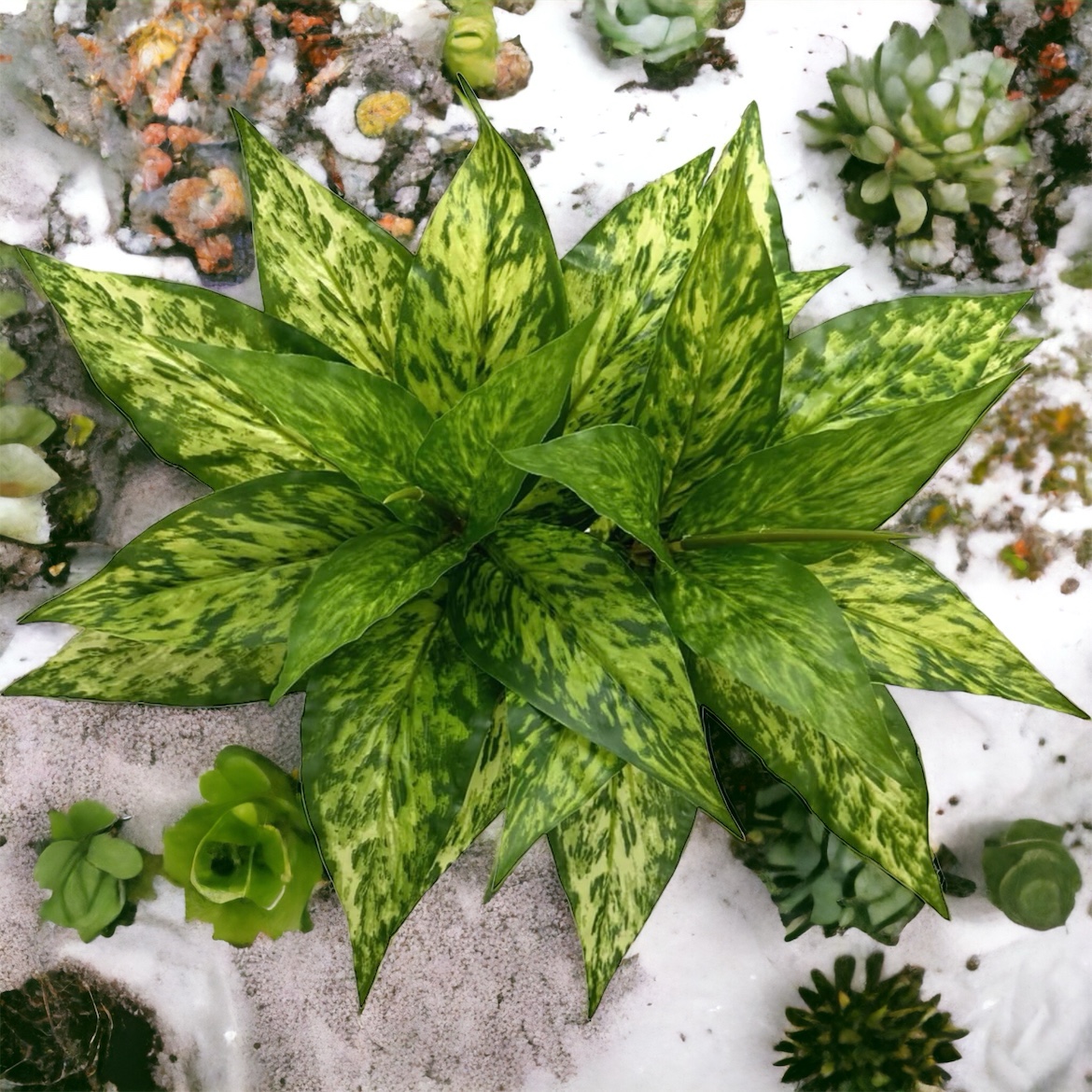 Finding the Perfect Balance: Jetted Tub vs. Spacious Shower in Your Master Bathroom