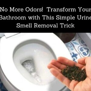 No More Odors! Transform Your Bathroom with This Simple Urine Smell Removal Trick