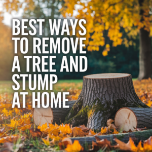 Best Ways to Remove a Tree and Stump at Home