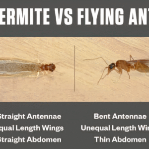 Termite or Flying Ant? Spot the Signs Before Damage Hits