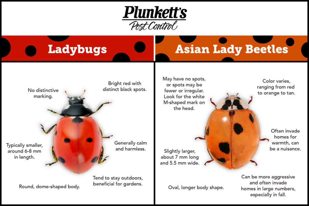 Asian Lady Beetles Are Invading Your Windows — Here’s How to Seal Them Out for Good