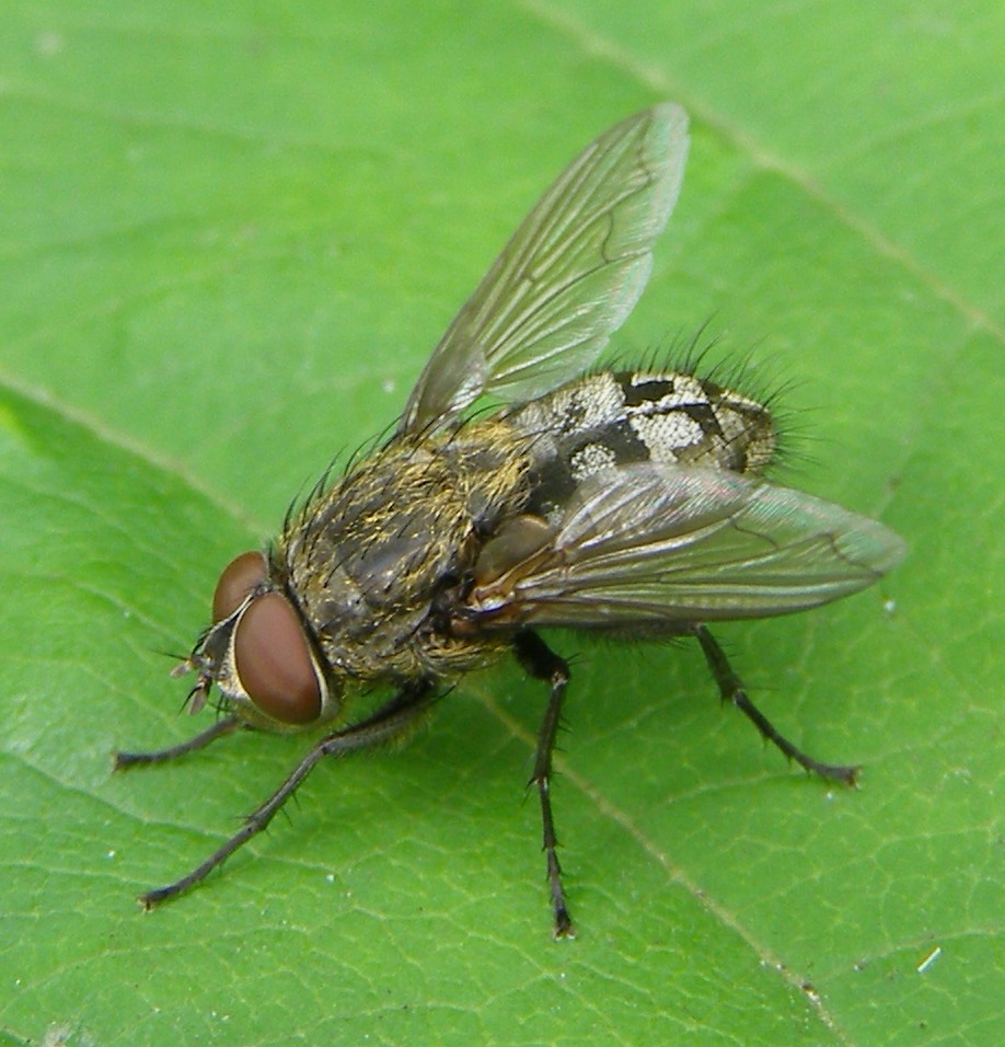 Why Cluster Flies Keep Appearing in Your House Every Winter &mdash; And How to Stop Them