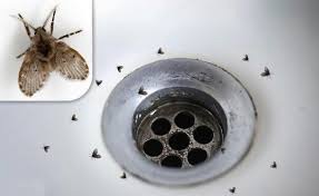 What Is That Tiny Black Bug in My Bathroom and How Do I Get Rid of It?