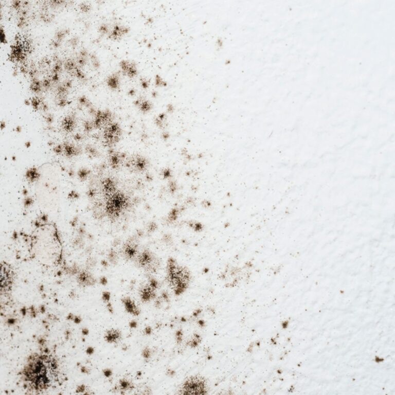 What Is That Tiny Black Bug in My Bathroom and How Do I Get Rid of It?