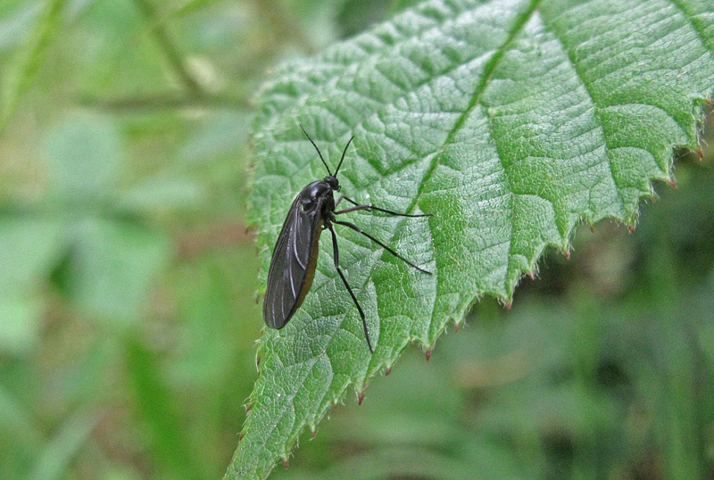 What Is That Tiny Black Bug in My Bathroom and How Do I Get Rid of It?
